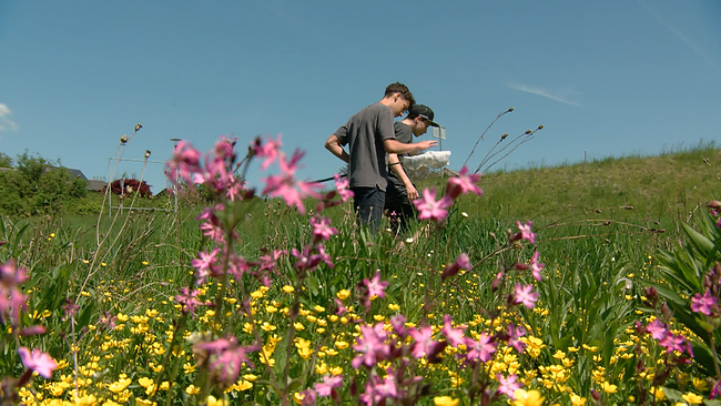 © ORF NÖ Zwei junge Personen, die mit einem Schmetterlingsnetz auf der Blühwiese Insekten fangen, um sie zu zählen
