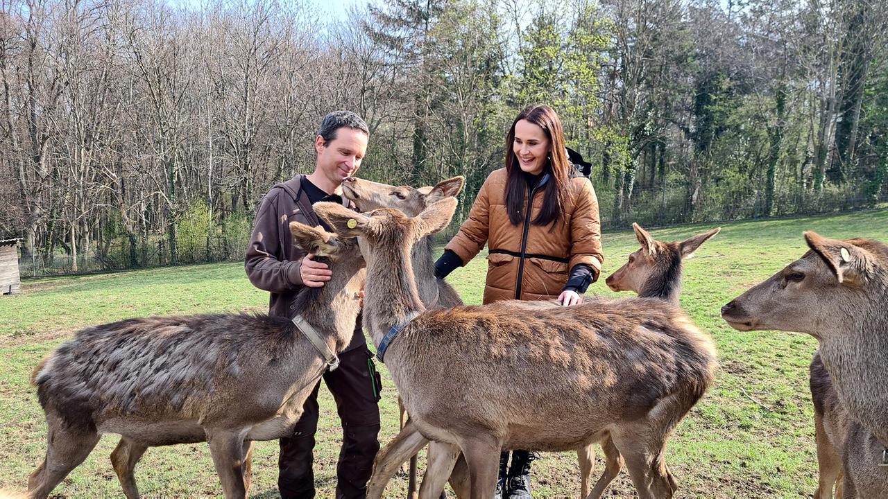 © ORF/Ab Hof TV Produktion Peter Steiger, Maggie Entenfellner. Tierpfleger Peter Steiger, kennt sie alle. Besonders mit den neun Junghirschen ist er sehr verbunden, denn die Tiere wurden hier geboren und er hat sie mit der Hand aufgezogen
